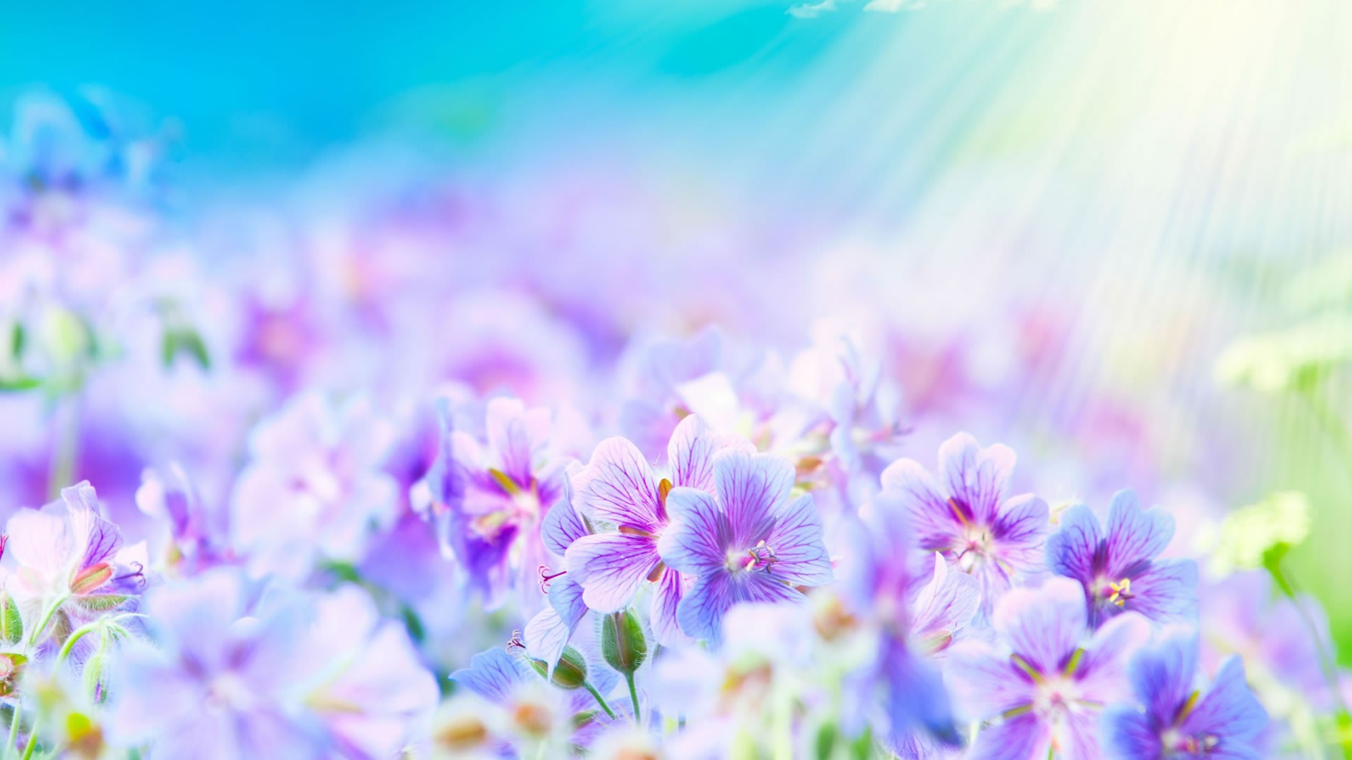 flowers flower nature summer bright flora garden color blur floral petal growth fair weather blooming leaf sun beautiful