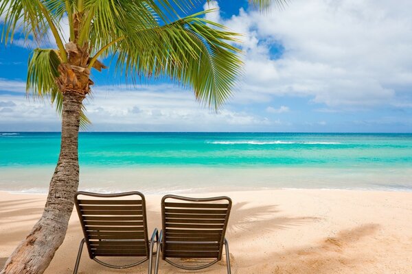 The seashore on the background of palm trees and blue sky