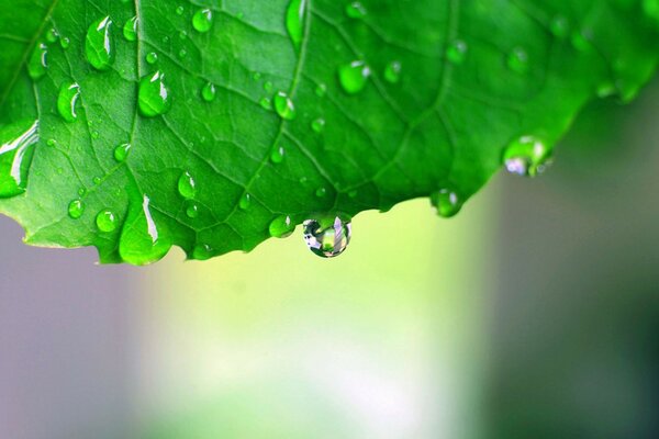 Gotas de rocío en hojas verdes