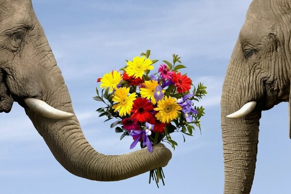 The elephant gives his beloved a bouquet of flowers