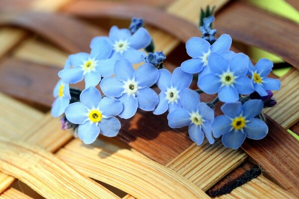 Fiori blu su un cesto di vimini