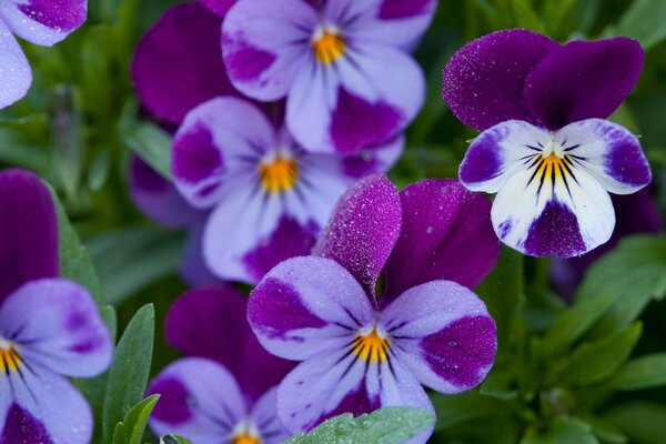 Hermosas flores moradas con hierba