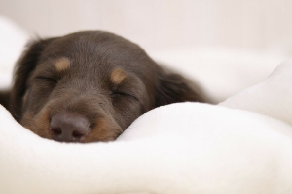 Cute puppy in a white blanket