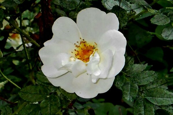 Gran flor blanca y hojas