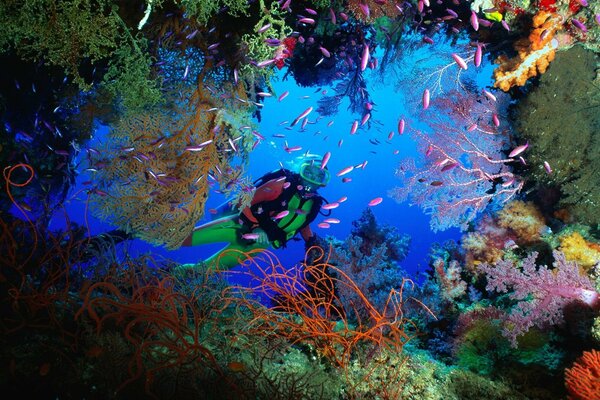 Ein Taucher schwimmt zwischen Korallenriffen