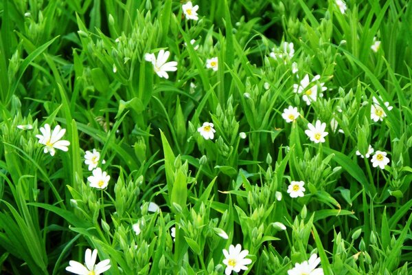 Weiße Blüten auf grünem Gras