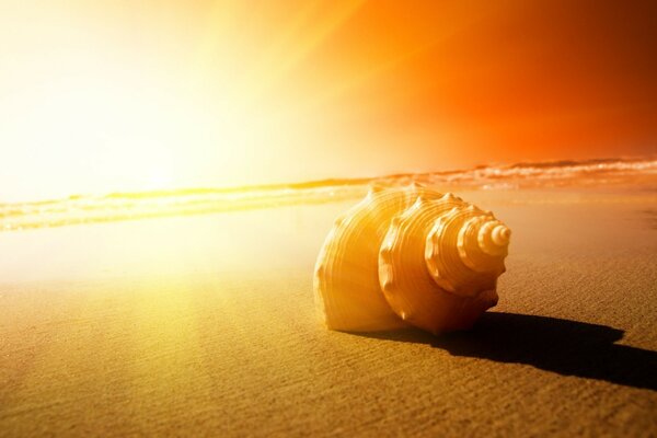 Seashell on the beach against the sunset