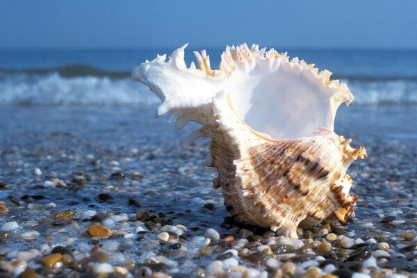 Piękna muszla na tle rozległego oceanu