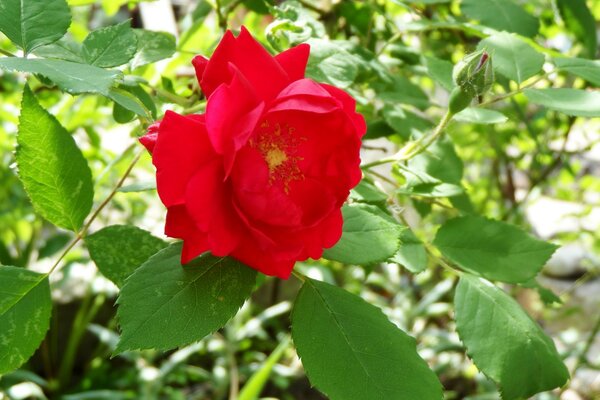 Flor de rosa y brote sin dejar