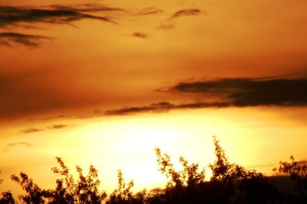 Schwarzes Gras bei Sonnenuntergang