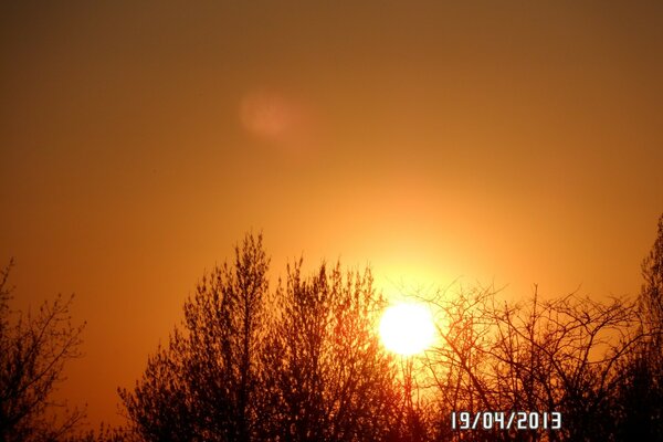 Die untergehende Sonne schaut hinter den Bäumen hervor