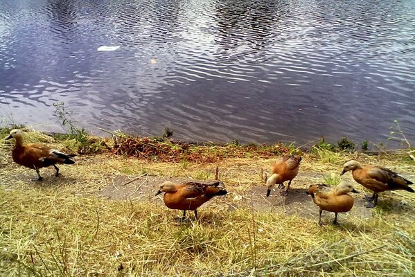 Birds walking along the pond shore