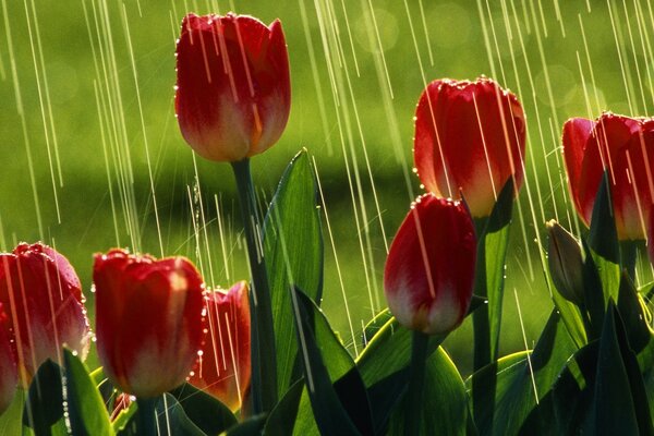 Tulipas na chuva