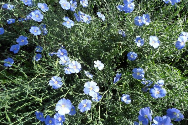 Flores azules en el fondo de la hierba