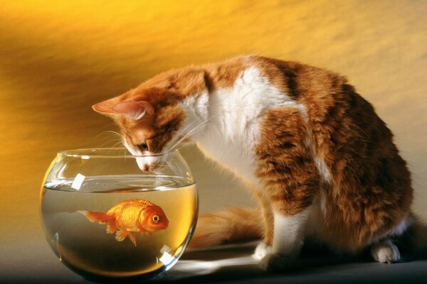 Chat regardant le poisson rouge dans l aquarium