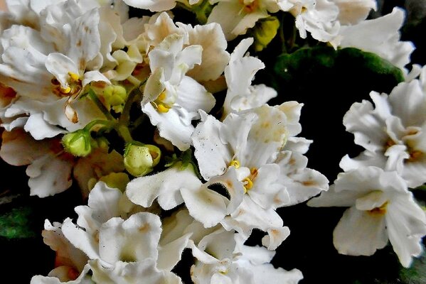 Lots of white colors macro photography