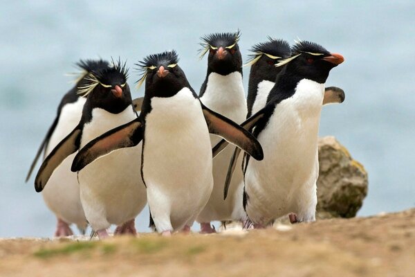 The Magnificent Six Emperor Penguins