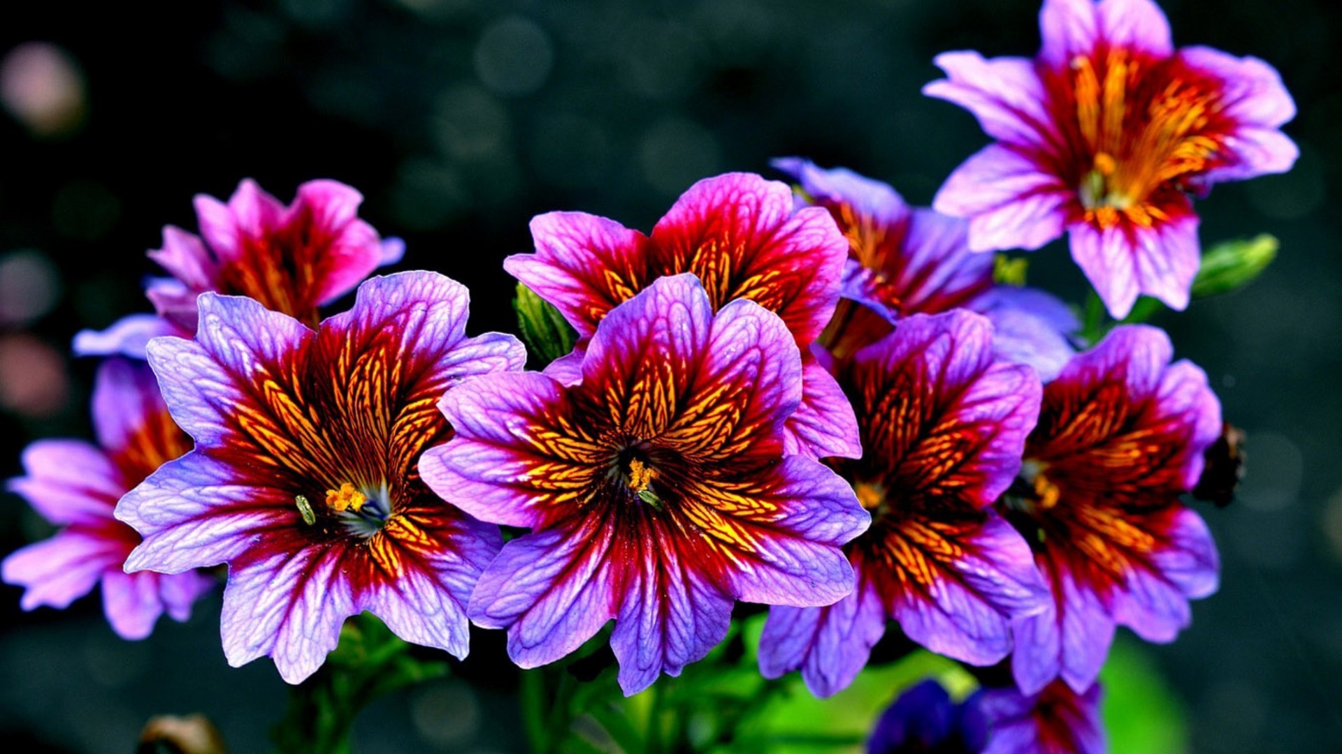 flowers flower garden nature flora summer color petal blooming close-up outdoors