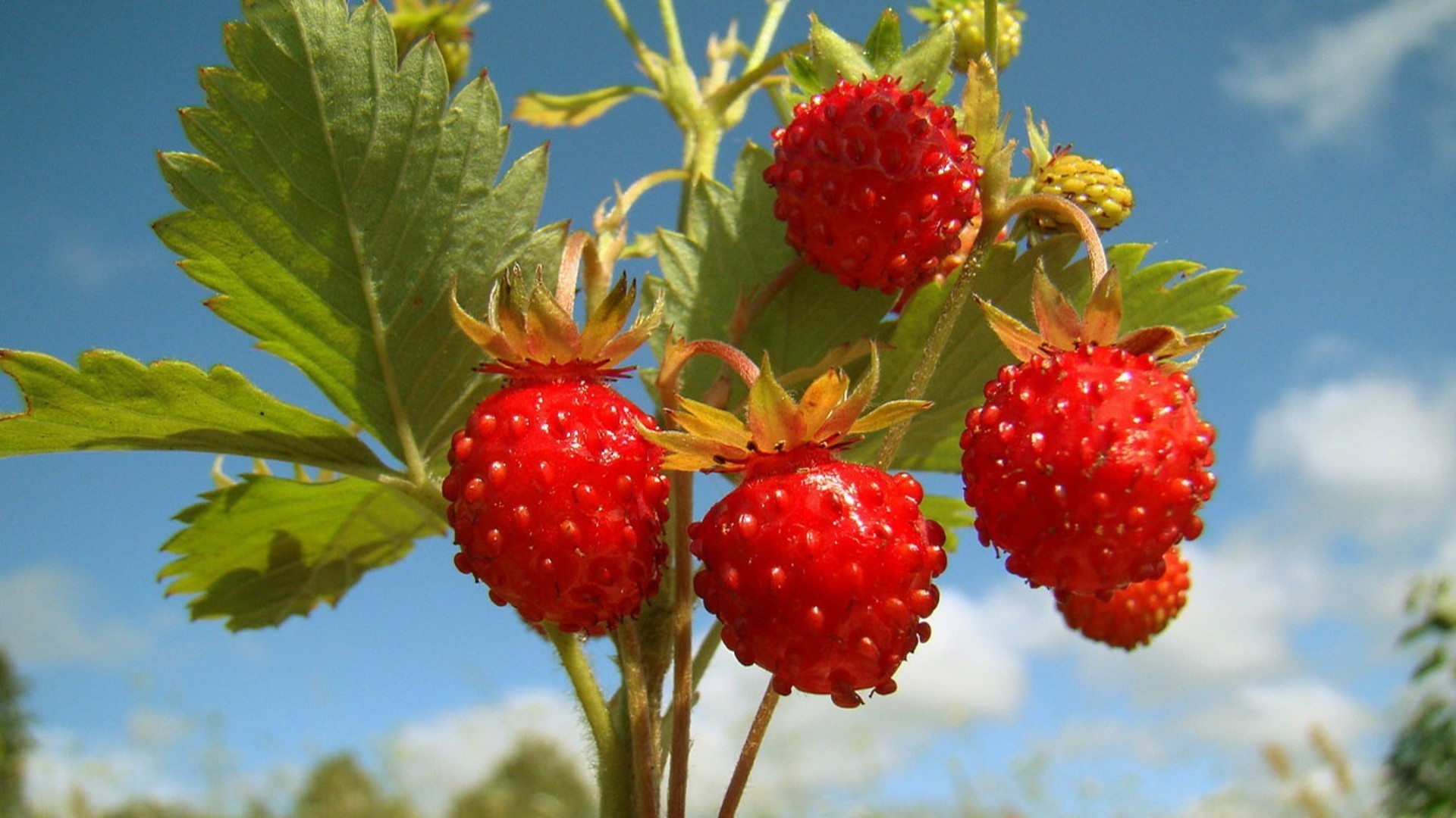 baies alimentaire fruits nature feuille délicieux santé en bonne santé baie alimentaire été confiserie délicieux juteux pâturage gros plan régime alimentaire