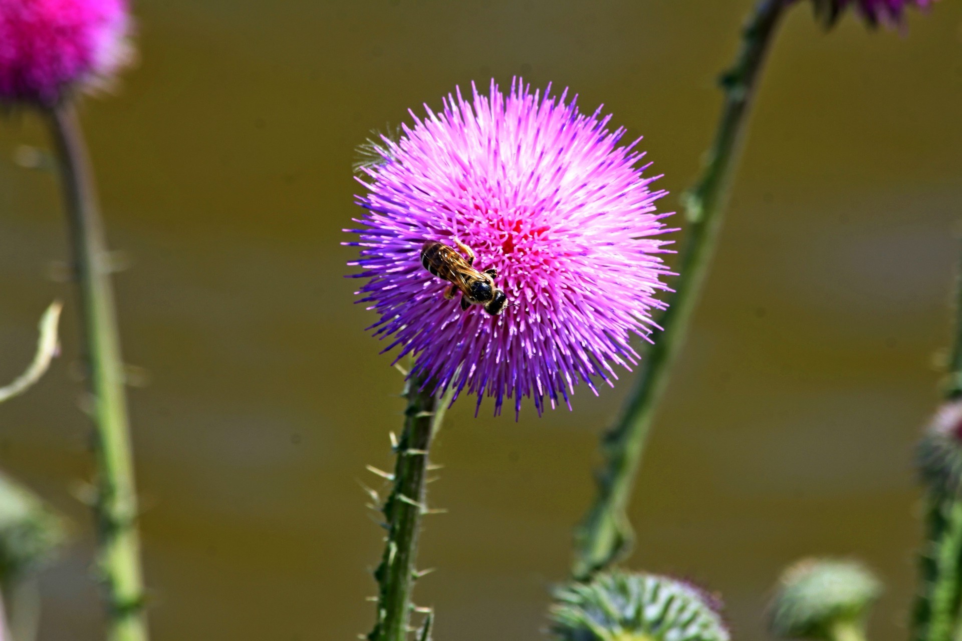 çiçekler doğa çiçek flora yaz açık havada yaprak çiçeklenme bahçe vahşi devedikeni yakın çekim taçyaprağı çiçek büyüme omurga parlak kabuk saman çimen