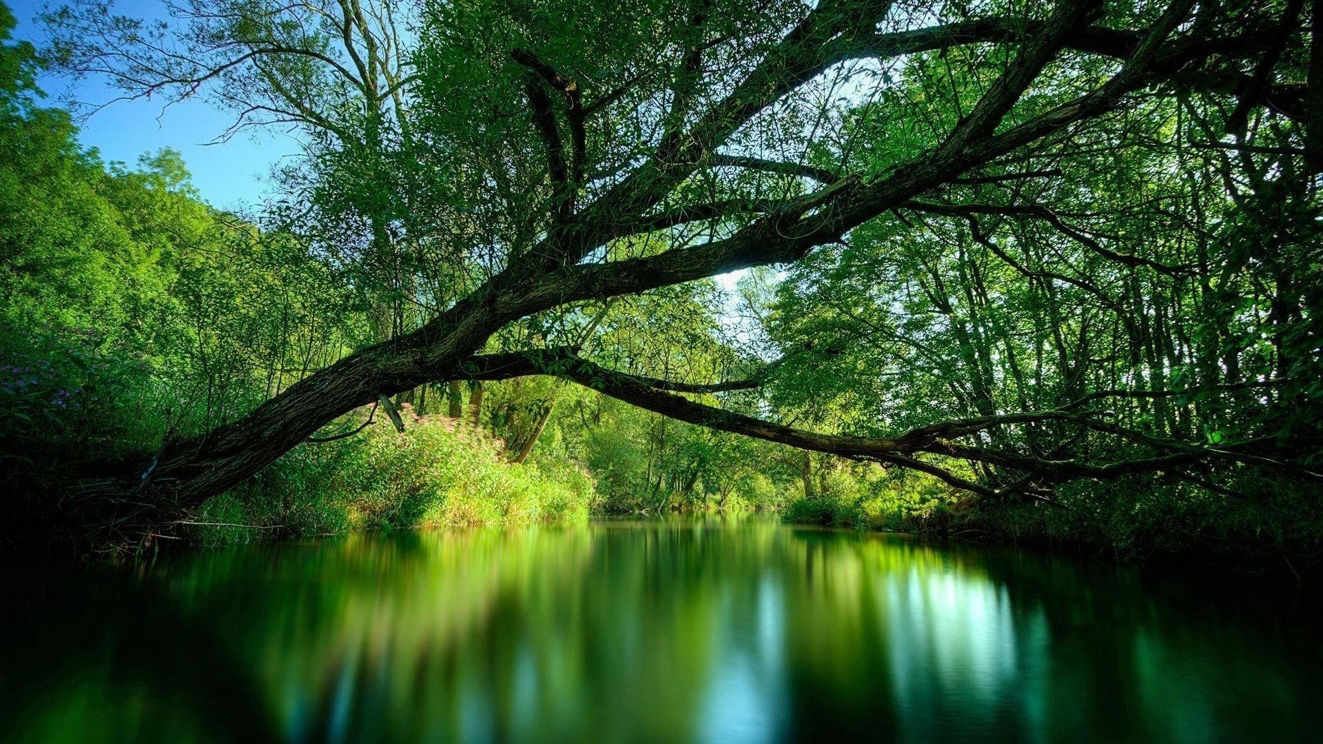 rivières étangs et ruisseaux étangs et ruisseaux nature paysage bois bois eau feuille environnement aube beau temps parc soleil réflexion à l extérieur luxuriante flore été lac branche scénique