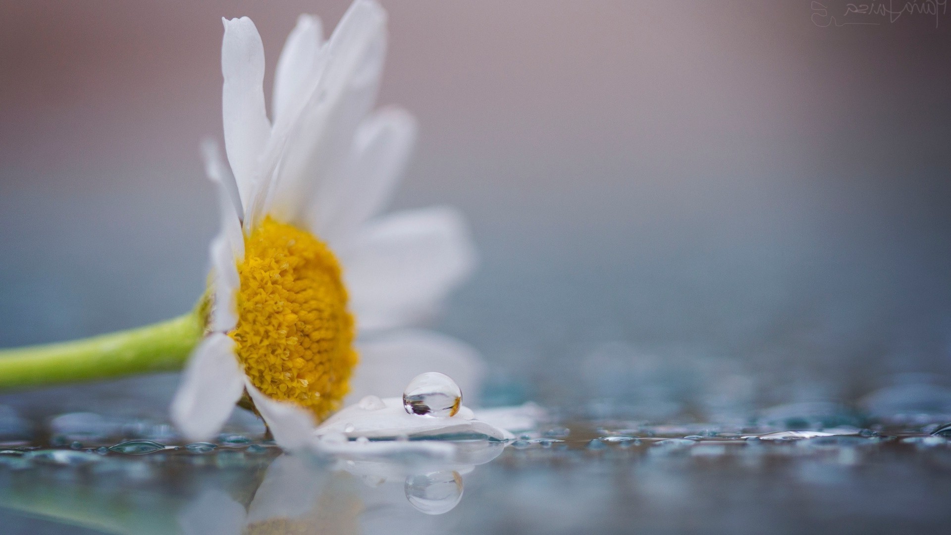 goccioline e acqua natura acqua fiore purezza estate foglia