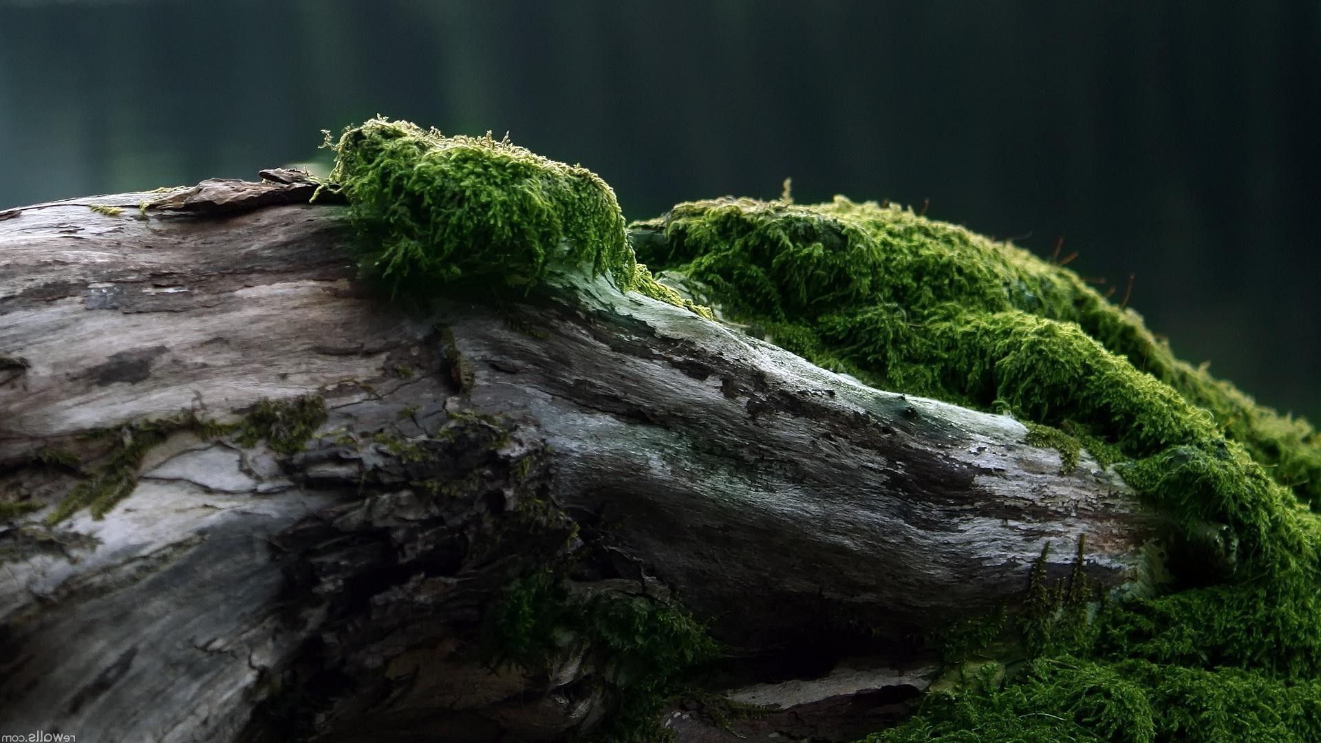 texture mousse eau nature à l extérieur bois paysage rock parc feuille arbre environnement cascade mousse voyage rivière flore lumière du jour été