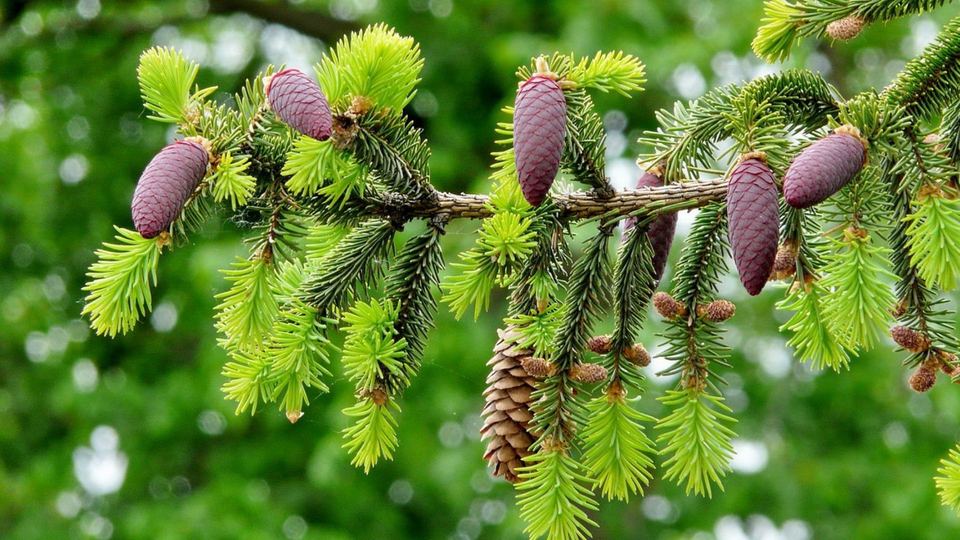 manzara ağaç şube doğa konik flora evergreen sezon köknar iğneler iğne yapraklı köknar iğne yapraklı yaprak çam yakın çekim açık havada kış dekorasyon parlak