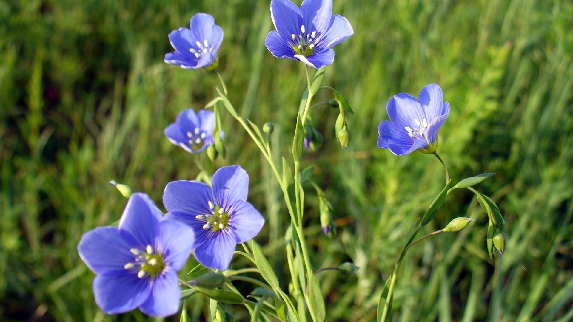 çiçekler doğa çiçek flora yaprak yaz açık havada çimen büyüme bahçe