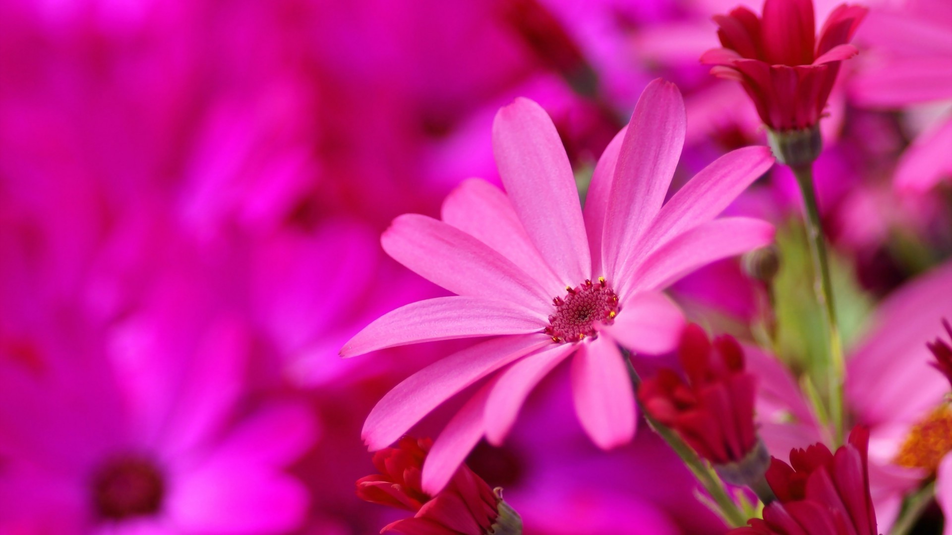 fleurs fleur nature flore jardin été couleur floral pétale bluming belle lumineux gros plan feuille croissance