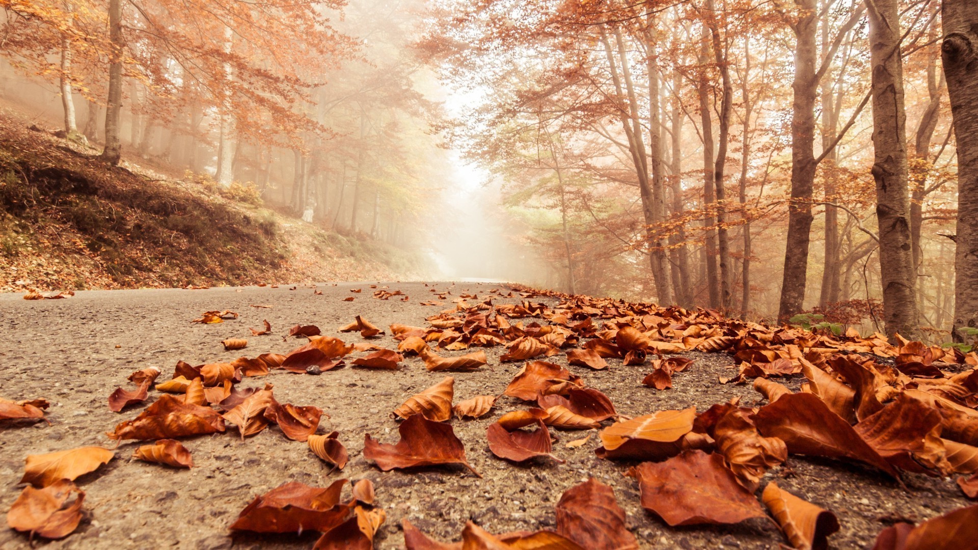 blätter herbst baum natur im freien landschaft umwelt holz morgendämmerung