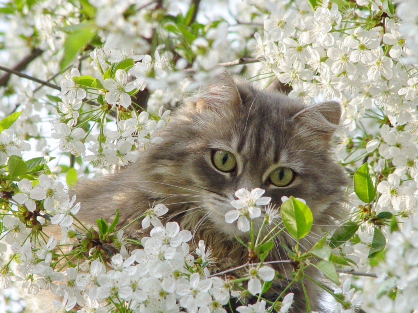 gatos flor natureza gato bela árvore flora jardim floral blooming maçã verão folha cereja ao ar livre