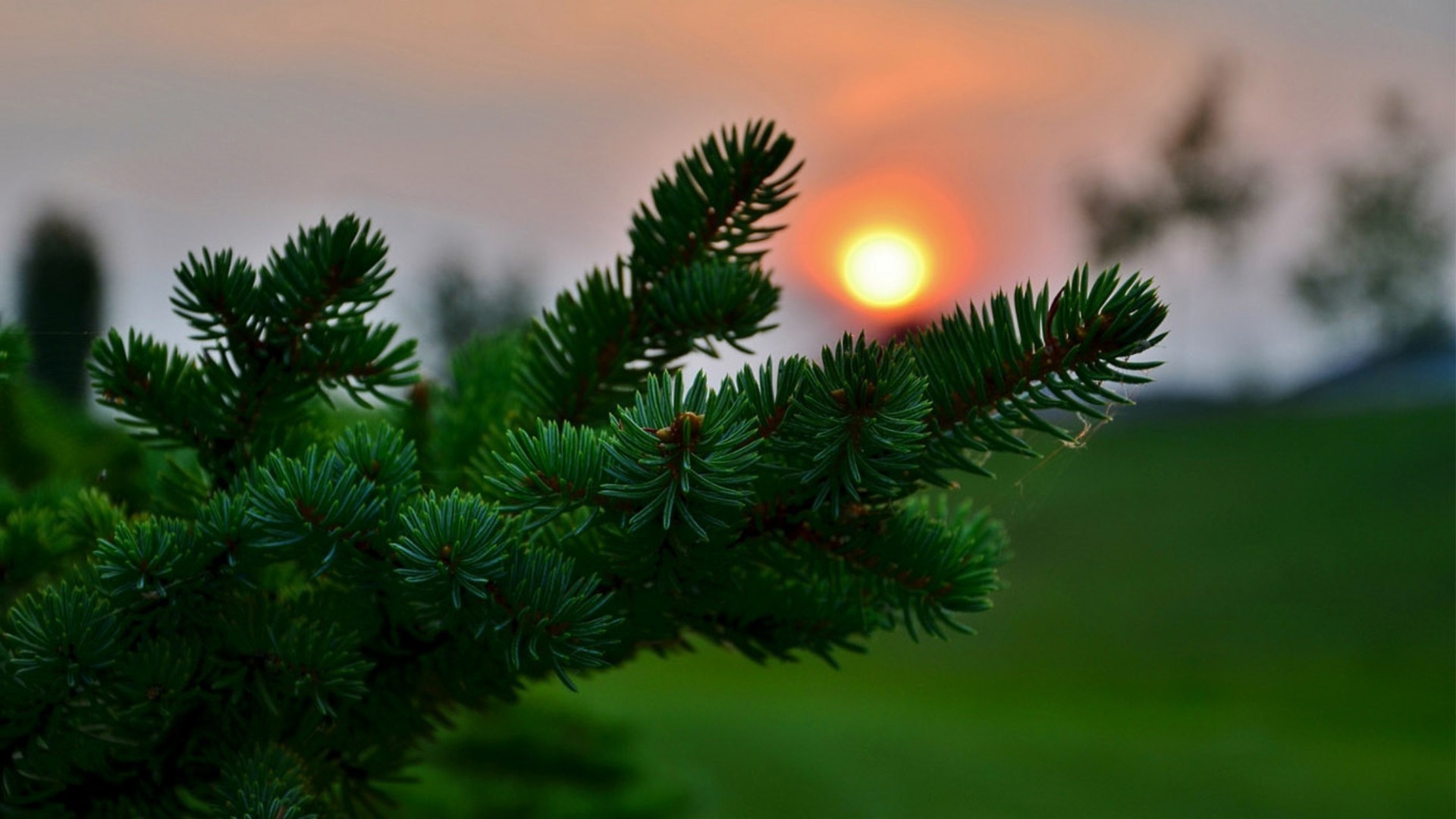 the sunset and sunrise christmas winter tree evergreen conifer needle pine fir branch spruce nature coniferous cone decoration celebration outdoors blur bright