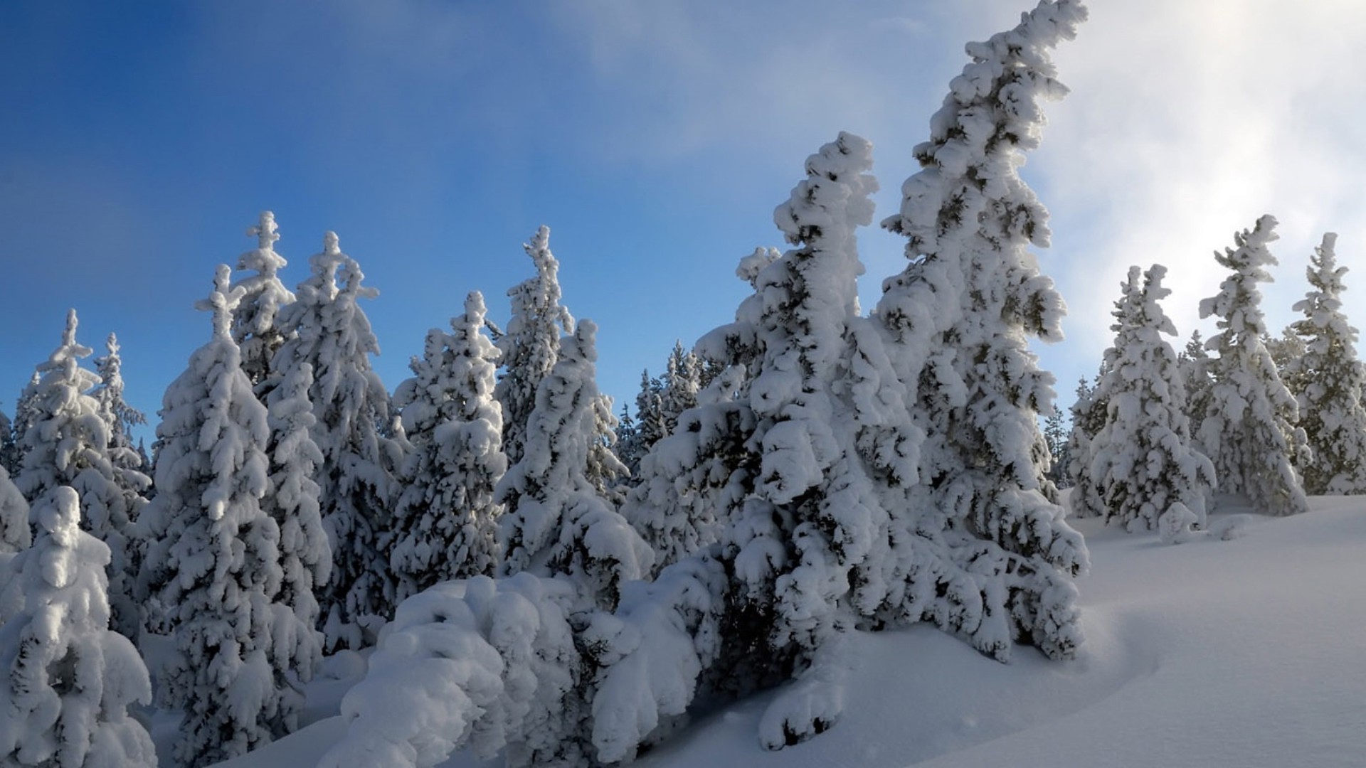 inverno neve gelo freddo ghiaccio congelato legno abete meteo evergreen gelido natale albero conifere abete cumulo di neve stagione