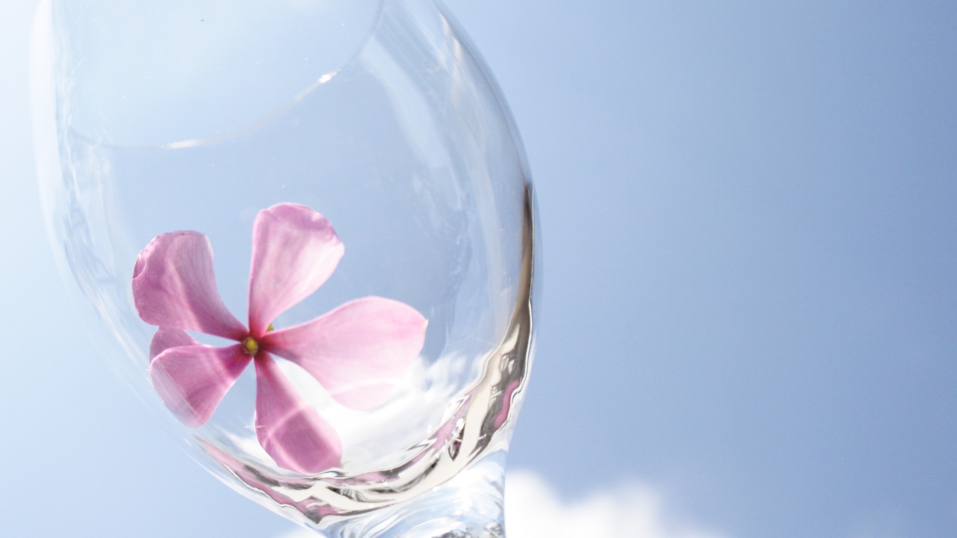 kontraste glas sauberkeit natur wasser blume