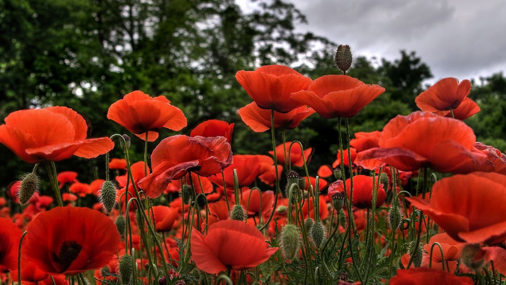 field of flowers nature flower poppy flora garden summer field outdoors leaf growth grass bright hayfield petal rural color