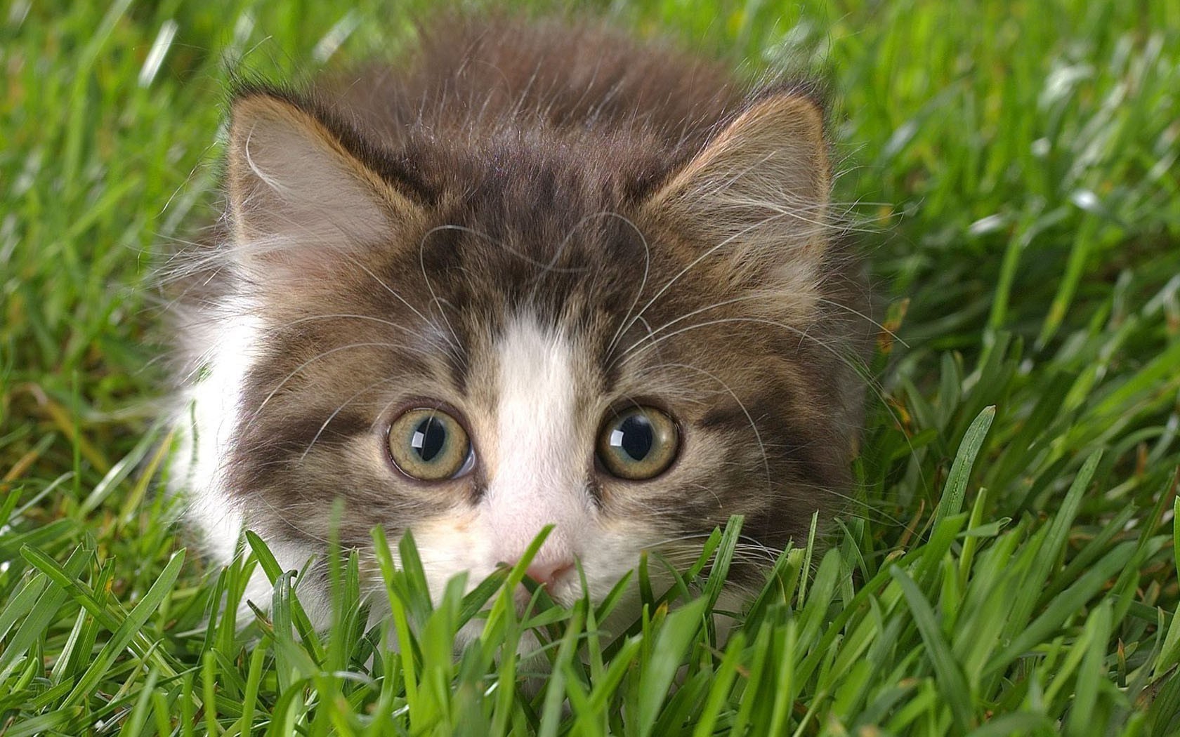 gatos grama bonito animal gato pequeno jovem pele gatinho doméstico animal de estimação retrato olho natureza gramado mamífero adorável assistindo bebê engraçado feno