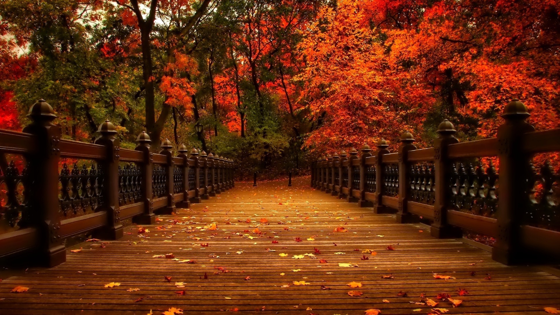 otoño otoño madera hoja al aire libre árbol viajes