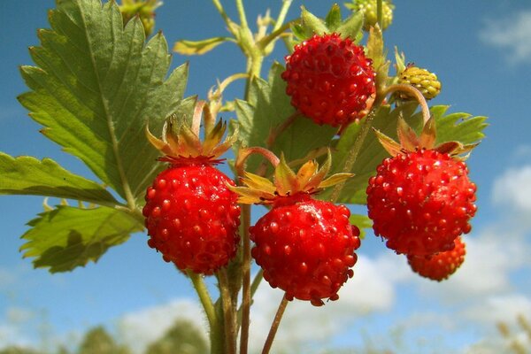 Ripe bright red strawberries