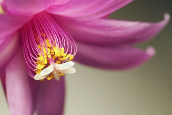 Schöne rosa Blume mit gelber Mitte