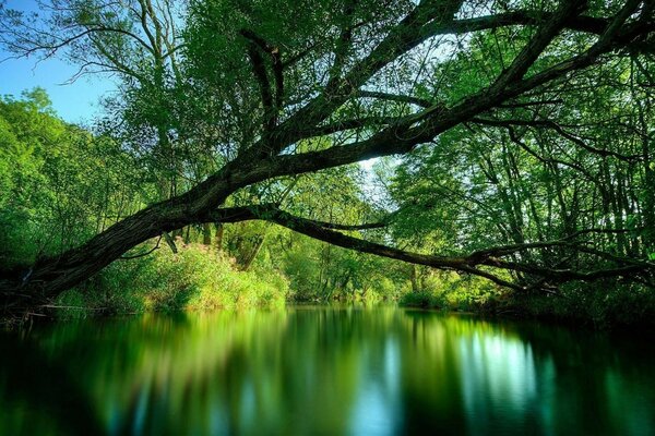 A tree growing over a pond in summer