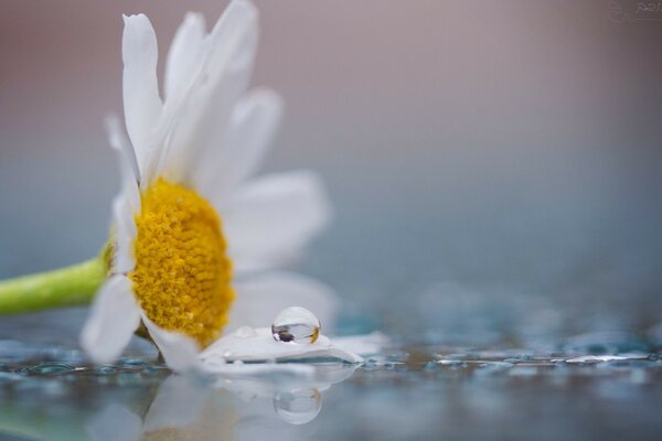 Camomille et goutte d eau-tendresse et pureté