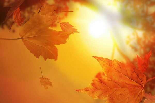 Hojas de arce naranja en el sol Poniente de otoño