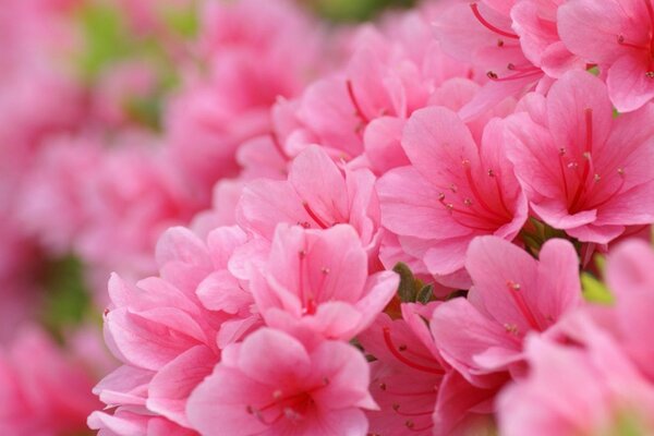 Jeunes fleurs roses délicates