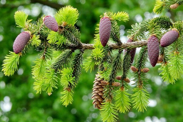 Coni e coni su un giovane albero di Natale