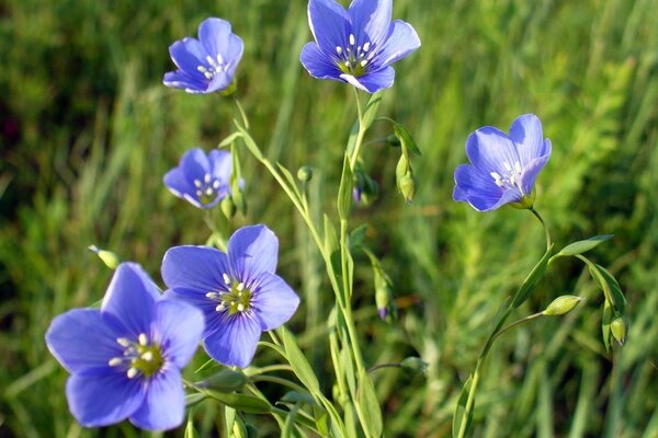 Krsski de primavera. Flores moradas