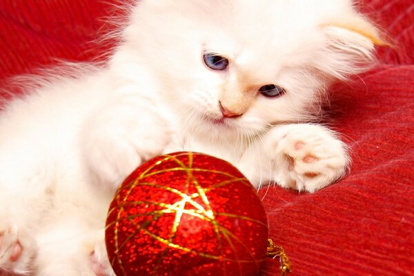 A gentle cat with a Christmas tree decoration