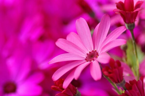 Beaucoup de belles fleurs roses brillantes