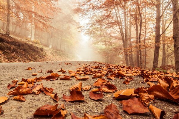 Gelbe verdrehte Herbstblätter