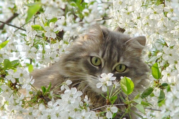 Flauschige Katze unter weißen Blüten